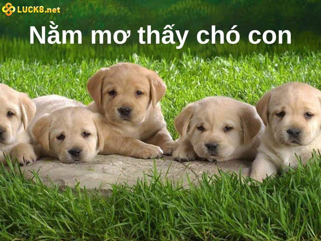 Mơ thấy chó con điềm tốt hay xấu